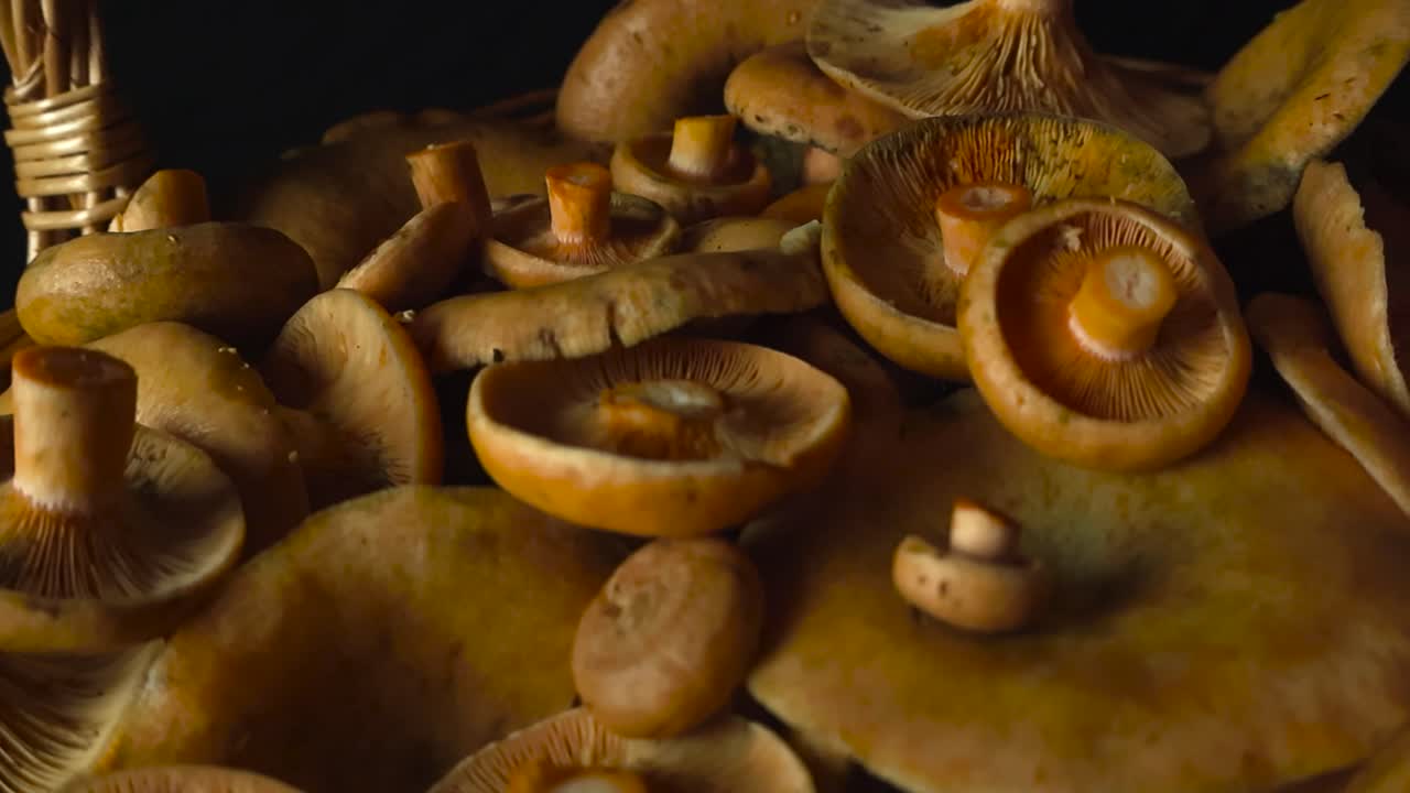 Close up view gliding over golden Orange Milkcap mushroom that are in a pile on top of each other in front of a black background. Shallow depth of field and bokeh blurry background visible