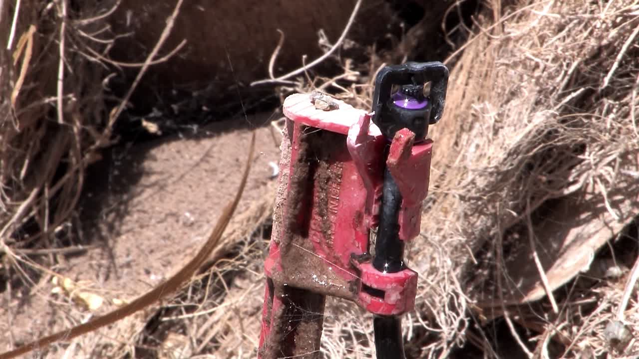 крупный план лимонного дерева в южной калифорнии с капельным орошением