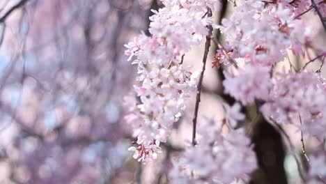 shidarezakura en la prefectura de wakayama-ken