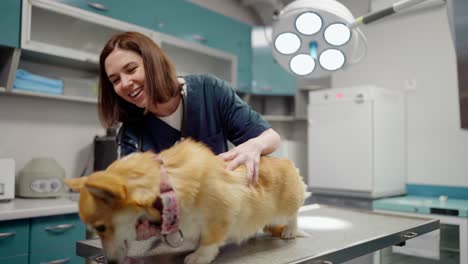 Confident-girl-brunette-veterinarian-with-a-stethoscope-and-in-a-blue-uniform-examining-a-yellow-corgi-dog-on-the-table-in-a-veterinary-clinic-in-the-office