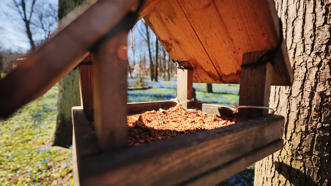 Close up, wooden bird feeder with seeds, Riga park spring blue hepatica flowers