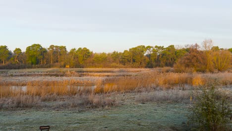 static view of the nunnery lakes in thetford, norfolk, uk with the green forest in the background