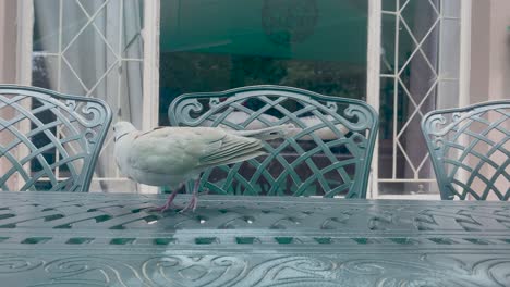 Weiße-Taube,-Die-Auf-Einem-Tisch-Herumläuft