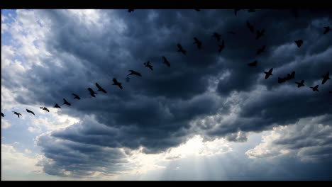 birds flying in a stormy sky