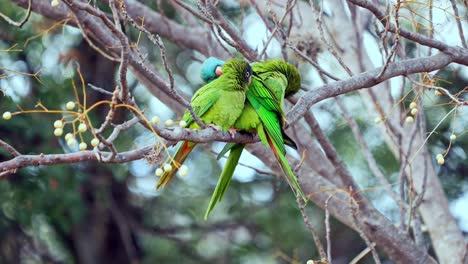 Un-Grupo-De-Periquitos-De-Corona-Azul-Posados-En-Una-Rama-De-árbol-Mientras-Se-Acicalan,-Hábitat-Natural