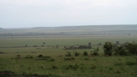 group of cheetahs lying down during rainy and windy day in african savanna