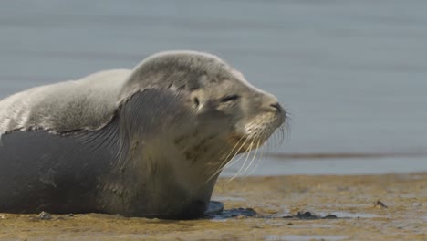 close up of the head of an adorable common seal lying in the sand of a beach