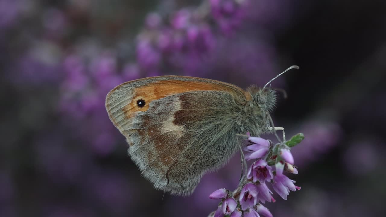 Una farfalla Coenonympha pamphilus (Small Heath) posata su erica (Calluna vulgaris), Estate. Regno Unito