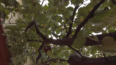 Spinning shot on a tree