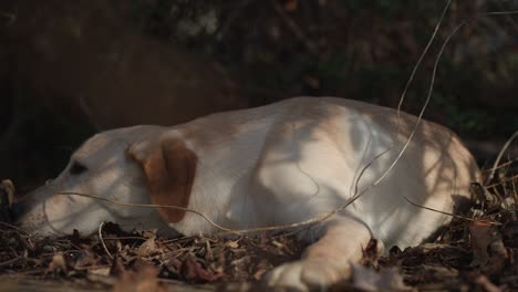 Labrador-Retriever-De-Menos-De-Un-Año-Jugando-En-Los-Pinceles