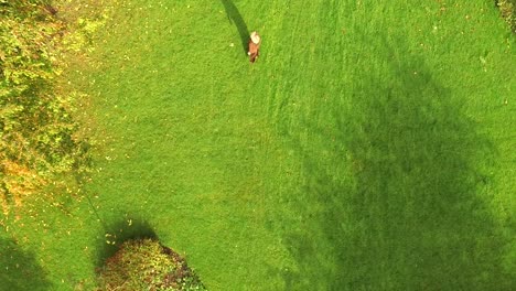 top down drone aerial view of woman running in park during autumn with colorful foliage