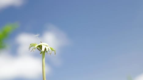 last seed on dandelion