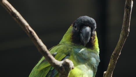 Primer-Plano-De-La-Cabeza-Del-Pájaro-Perico-Nanday-Descansando-En-La-Rama-De-Un-árbol-Sin-Hojas-A-La-Luz-Del-Sol-Mirando-A-La-Cámara