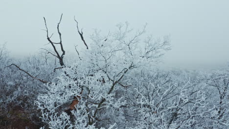 frozen forest at winter. aerial view of the winter forest from above