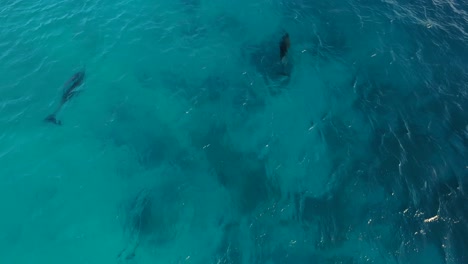 Delfines-En-Atlantis-Beach,-Bonaire