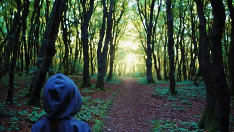 person walking through a sunny forest path