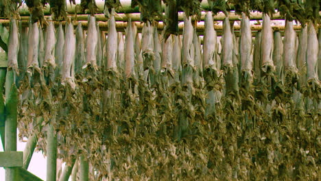 PANNING-shot-of-thousands-of-cod-stockfish-air-drying-in-Norway