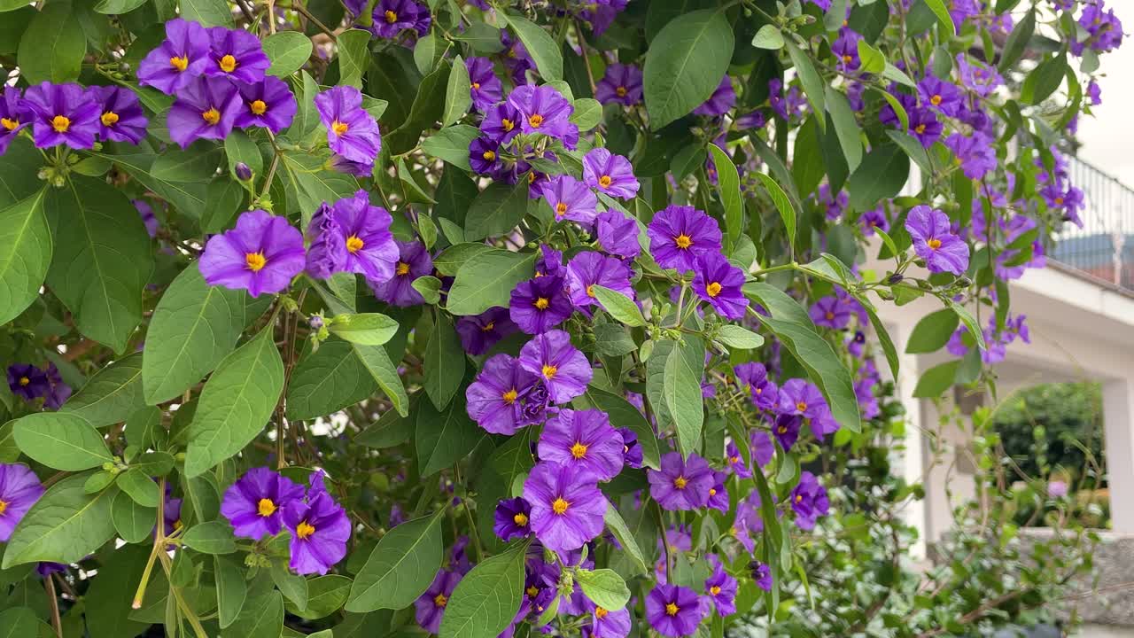 Slow motion filming of a magnificent specimen of Lycianthes rantonnetii showing its violet flowers with a yellow floral receptacle, all accompanied by its striking green leaves