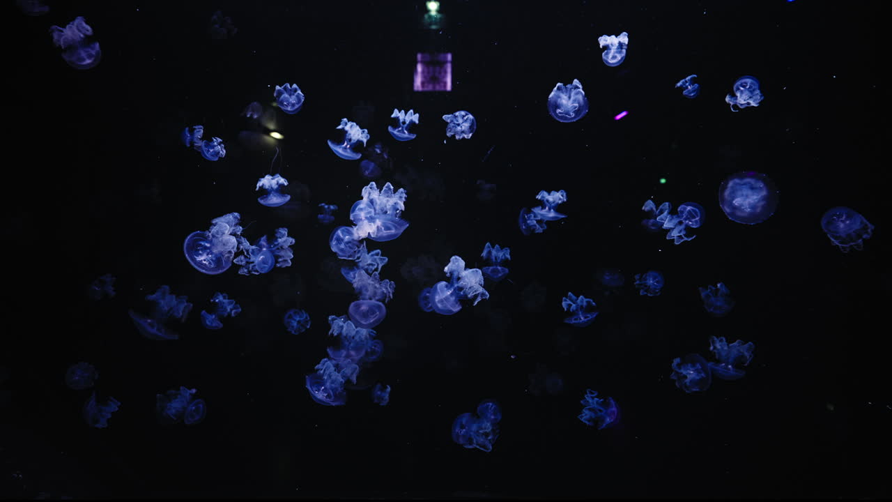 в темном аквариуме плавают медузы.