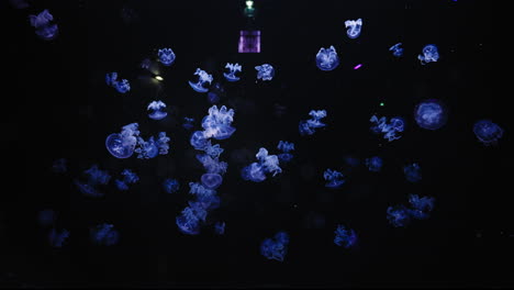 smack of jellyfish swimming in the dark aquarium
