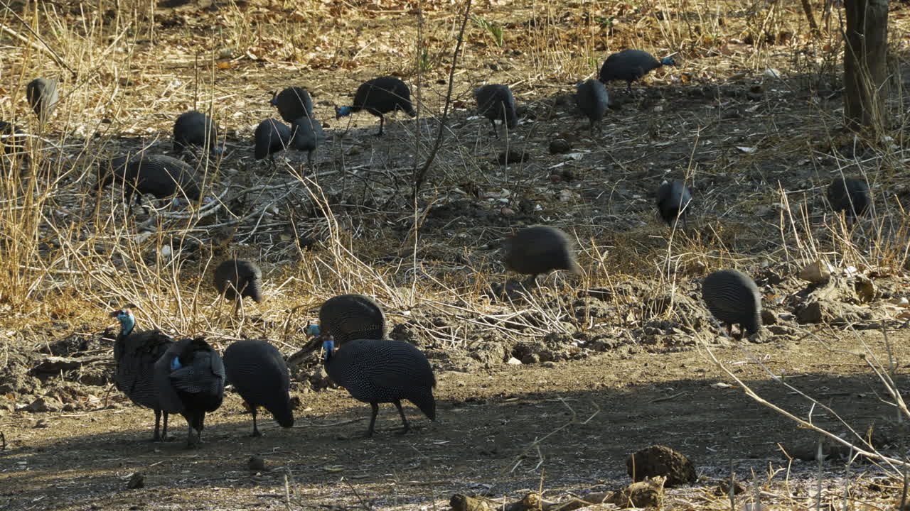 gran bandada de guineafowls con casco en busca de comida en el matorral seco