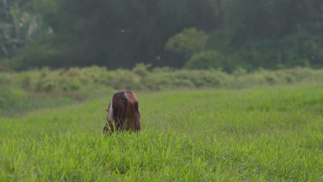 Cow-on-the-beautiful-meadow