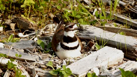 a killdeer is sitting on its eggs to warm them