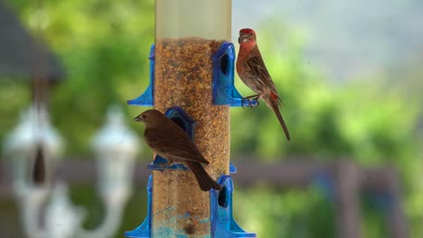 birds-eating-from-feeder-hd
