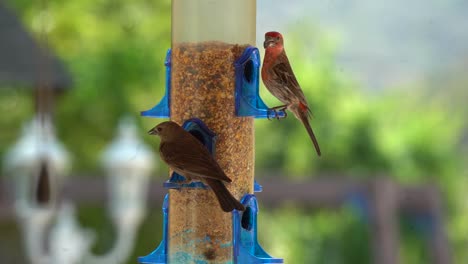 Pájaros-Comiendo-Del-Comedero-Hd