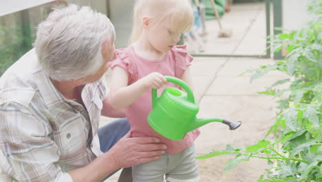 Grandfather-With-Granddaughter-Watering-Tomato-Plants-In-Greenhouse-With-Watering-Can-Together