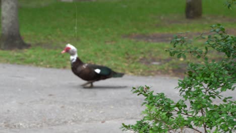 A-duck-walking-wild-in-the-streets-of-Miami,-Florida-by-a-river