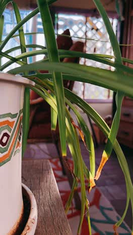 planta de araña en una olla decorativa