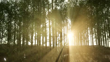 green bamboo forest in hills
