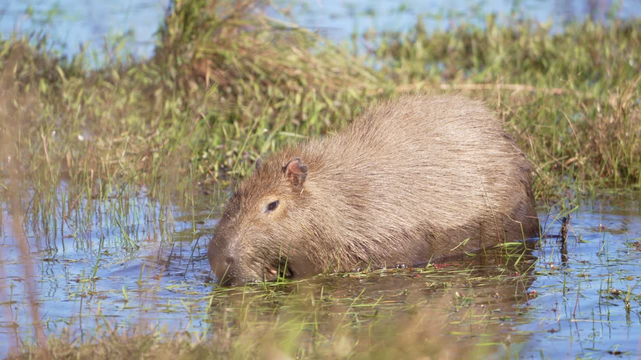 Capybara Eating Grass In The Water. - closeup shot