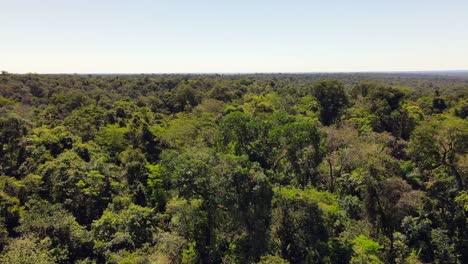 La-Reserva-De-Palo-De-Rosa-Más-Grande-Del-Mundo-En-Misiones,-Argentina-Vista-Desde-Un-Dron