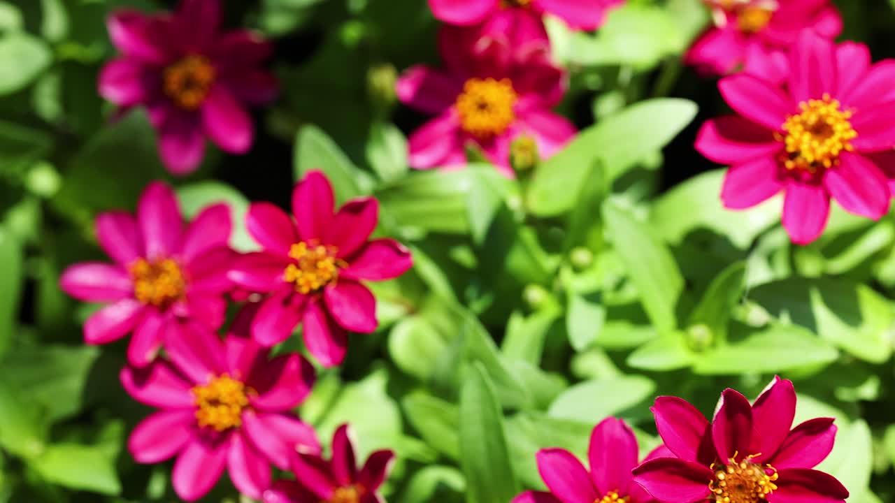 flores de zinnia rosadas brillantes en un jardín