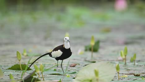 a detailed closeup of a pheasant-tailed jacana as it preens its feathers, showcasing the bird’s natural grooming behavior. captured in a calm wetland