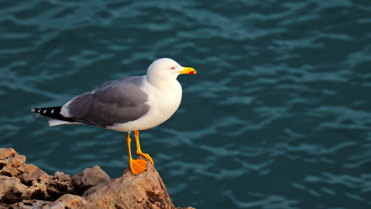 Nahaufnahme einer Möwe, die auf Felsen am Ufer steht