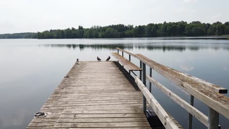 ducks on the lake pier