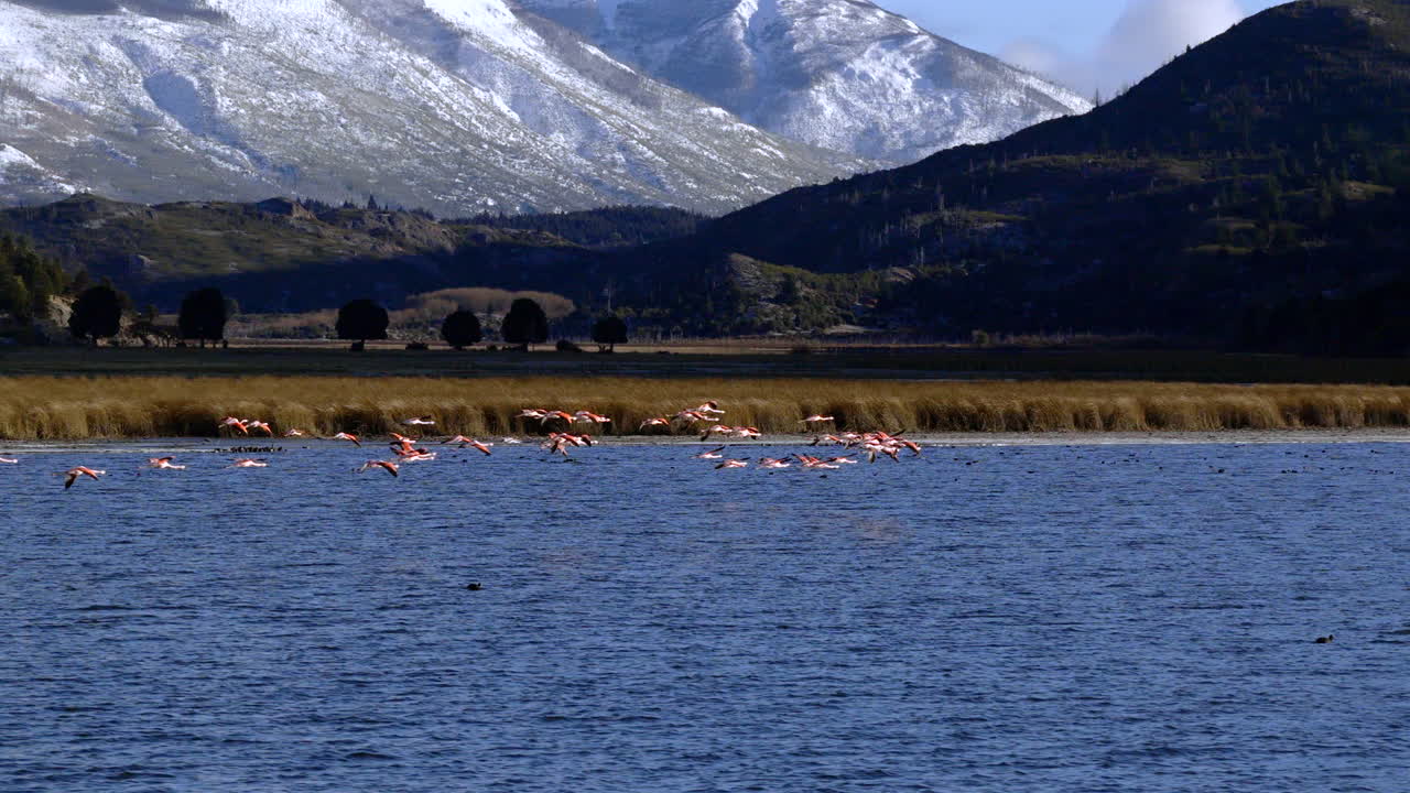 Flock of flamingos flying over a highland lake surrounded by mountain landscape, Patagonia, Argentina