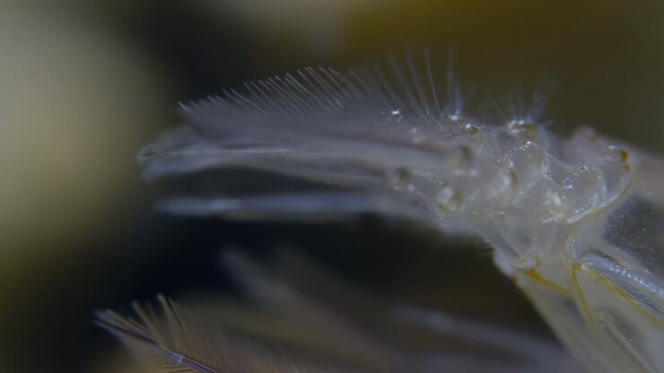 Macro Close-up of a Translucent Biological Structure
