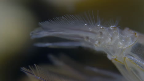 macro close-up of a translucent biological structure