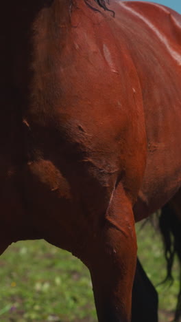 person in camouflage suit trains young chestnut horse on green meadow closeup. specialist works with equine animal at ranch on sunny day slow motion