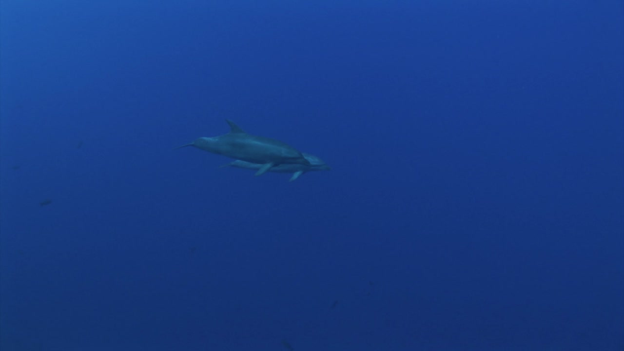 병코 돌고래 두 마리, 투르시오프 트룬카투스는 카메라에 접근하기 전에 남태평양의 맑고 푸른 물에서 서로 놀아요