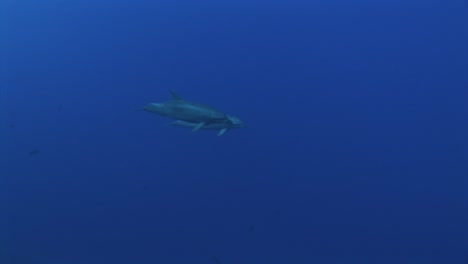 two bottlenose dolphins, tursiops truncatus play with each other in clear blue water of the south pacific ocean before approaching the camera