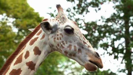 Toma-De-Primer-Plano-Que-Captura-La-Cabeza-De-Un-Lindo-Meganavegador,-Una-Jirafa-Salvaje,-Giraffa-Camelopardalis-Con-Patrones-De-Pelaje-Manchado,-Comiendo-Y-Masticando-En-Su-Hábitat-Natural