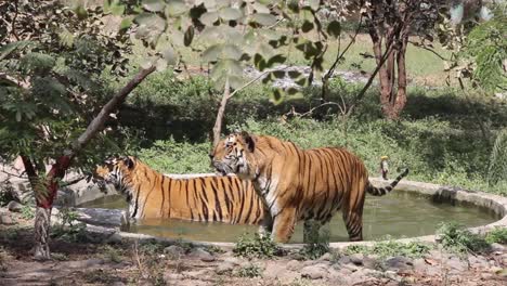 clip van twee tijgers die een bad nemen in een zwembad de dierentuin van indore, madhya pradesh, india