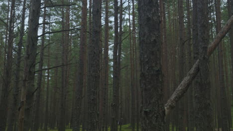 Smooth-tracking-shot-through-tall-trees-in-a-vibrant-green-lush-forest,-showcasing-the-beauty-of-nature's-tranquility