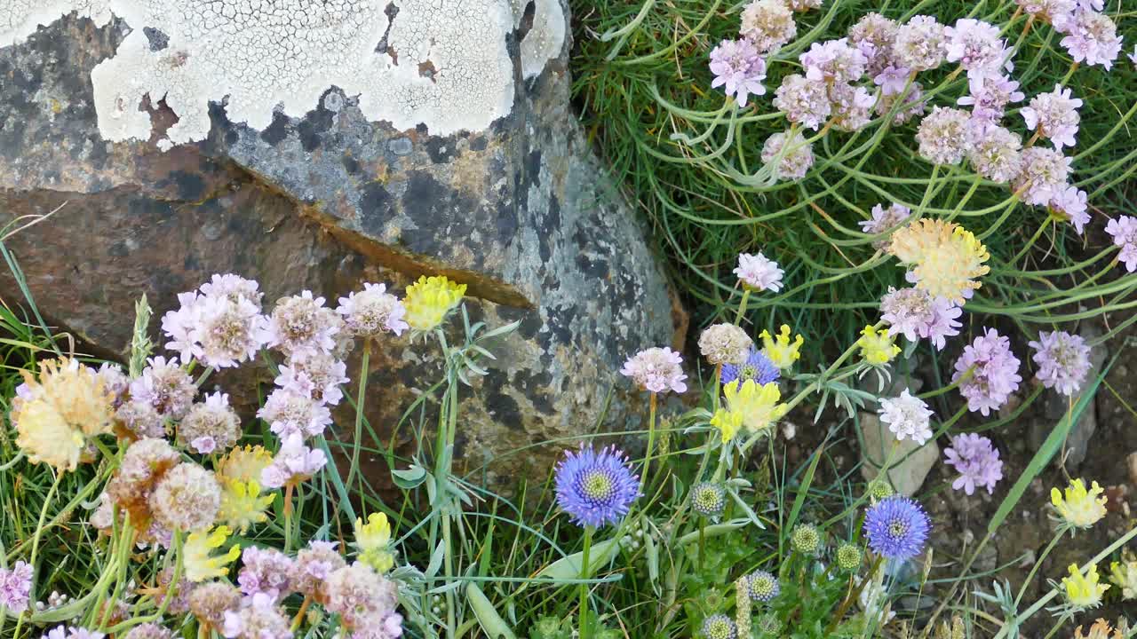 Wild seaflowers high up on a cliff in Spring