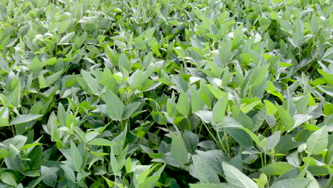 An-aerial-shot-of-soybean-field-ripening-at-spring-season,-agricultural-landscape